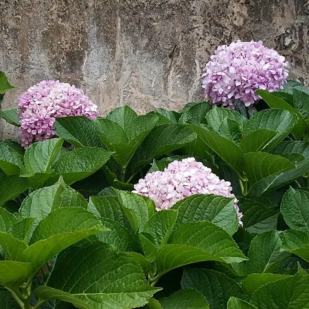 Apartment Hortensia Cascais