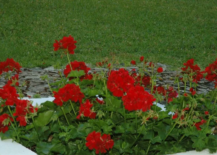 Apartament Hortensia Віавіа