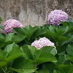 Lejlighed Hortensia Cascais