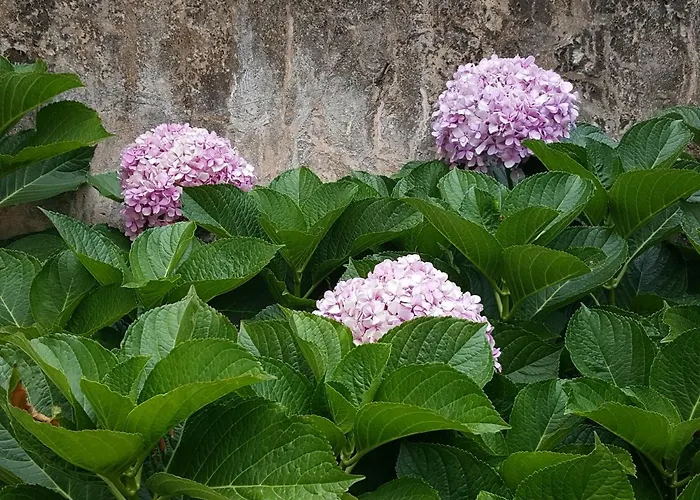 Daire Hortensia Cascais